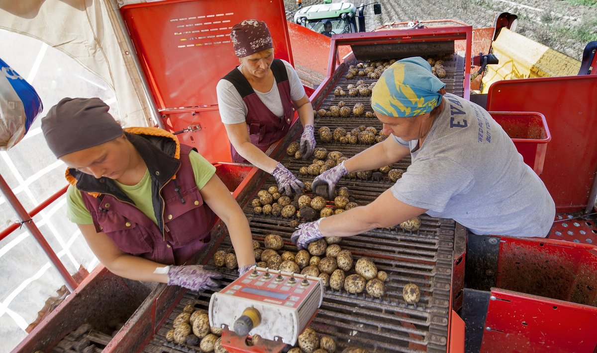 Eesti isevarustatus köögiviljaga üha väheneb, oma tootmist tõmbavad kokku nii kartuli-, kapsa- kui porgandikasvatajad