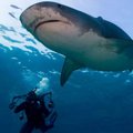 Justkui turistid: tiigerhaid rändavad tuhandete kilomeetrite kaugusele talvituma