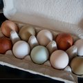 Eesti tootjate kanamunades suvel Euroopas leitud fiproniili ei tuvastatud