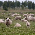 Seeder: usuline ühendus võib loomi tappa ainult oma tarbeks