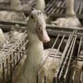 Gurmee lindude lõhki söötmise hinnaga? Loomakaitsjad peavad täna foie gras- vastast päeva