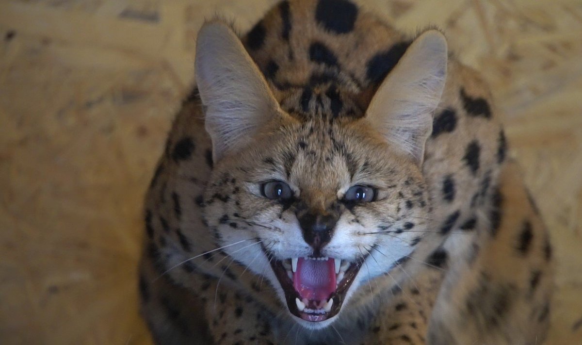 Üks Eino lemmikutest - serval