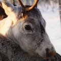 Правда ли, что в Финляндии оленям красят рога светоотражающей краской, чтобы уменьшить количество аварий с ними?