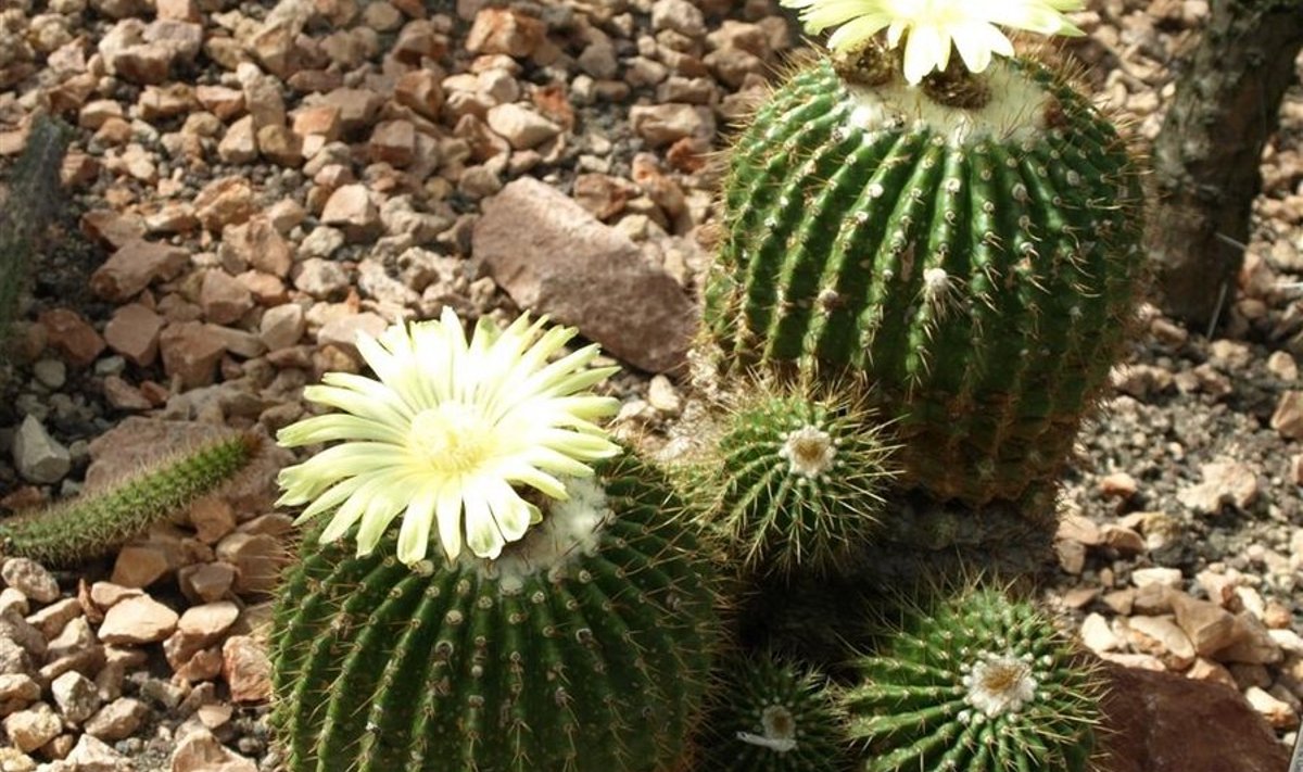Kaktused