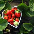 Kuidas valida varaseid maasikasorte?