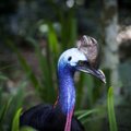 Ilus, aga ohtlik: maailma kõige ohtlikum lind ründas ja tappis Floridas haruldaste lindude kasvataja