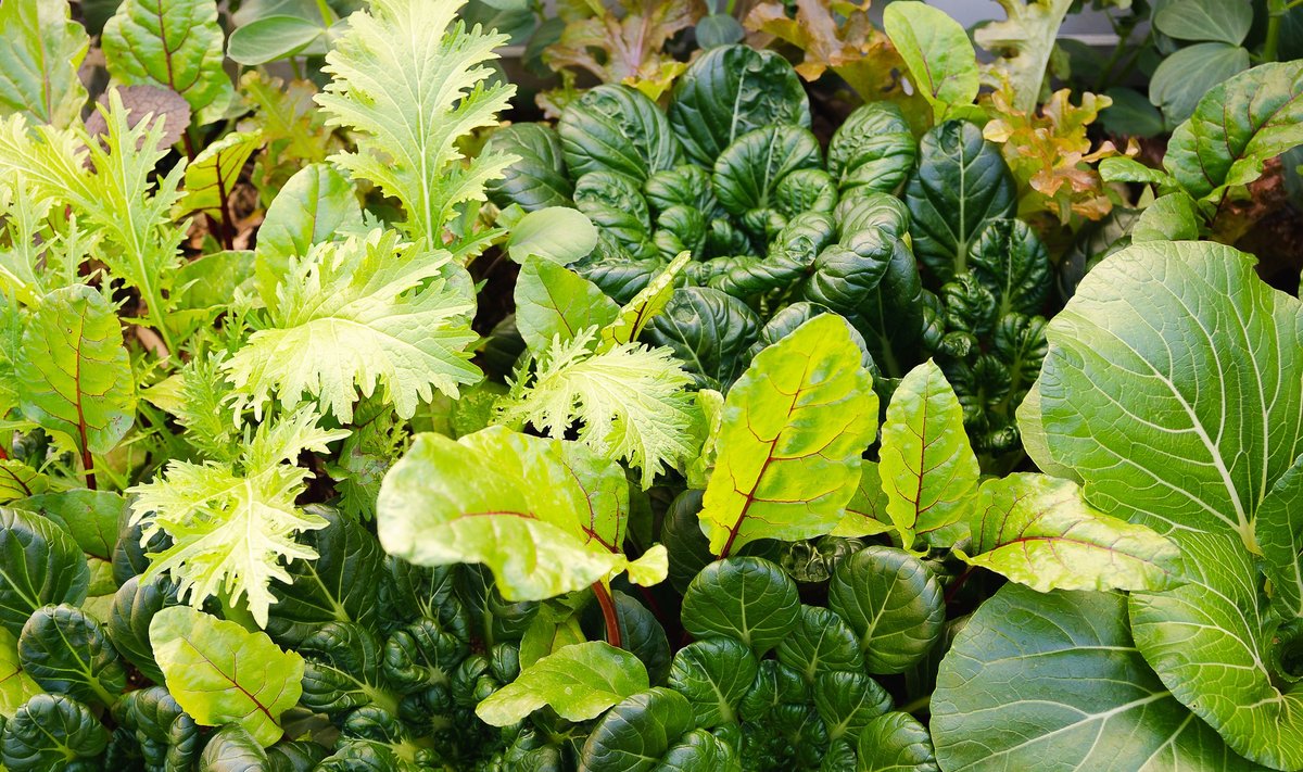 Dekoratiivsete lehtedega Aasia lehtköögiviljadest saab moodustada toredaid salatipeenraid.