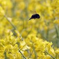 Vaibunud sumin: Saksamaa looduskaitsealadel on lendavate putukate arv kahanenud 76 protsendi võrra