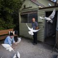 ФОТО | „Для меня голуби - не городские крысы, а символ мира“. Владелец голубятни в Ласнамяэ рассказывает о своем необычном хобби