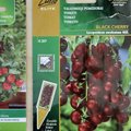 Kuidas valida tomatiseemneid taime kasvukuju järgi?