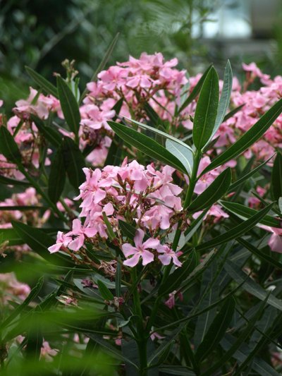 Oleander verandal