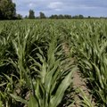 Uus veeseadus lubab maisile rohkem sõnnikut panna