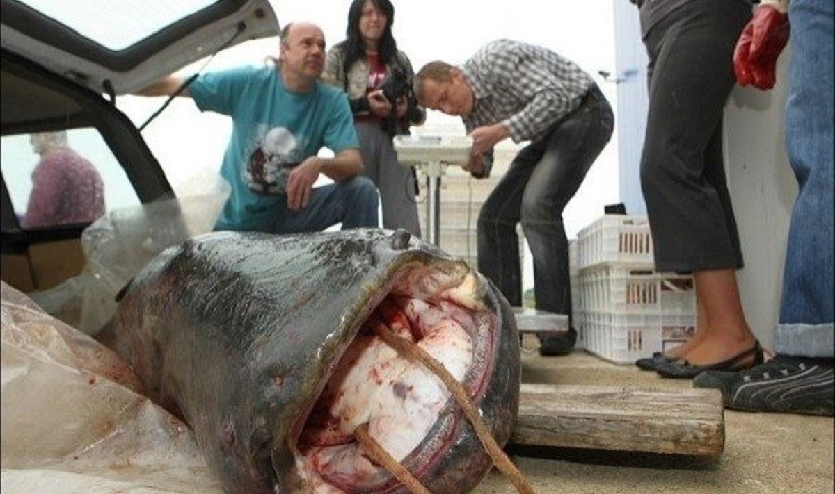 В Каунасском водохранилище выловили сома-великана