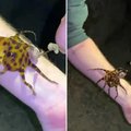VIDEO | Lähitutvus ülimürgise kaheksajalaga, mis võinuks lõppeda surmaga