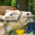 Säästa loomi, osale peatselt algaval taimse piima väljakutsel!