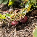 GALERII | Trööstitu olukord maasikapõllul – marjad mädanevad ja õhuski tunneb käärimise lõhna