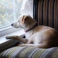 Seltsis segasem: kas minu koer on kurb ja vajab kaaslast?