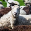 Eestis kasvatatakse lambaid juba aastatuhandeid, aga hoogu kogus see ainult kahel korral