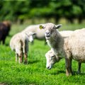 Lammaste arv väheneb sünkroonis murdmistega