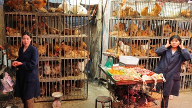 Hiinas fikseeriti esimene nakatumine linnugripi H3N8-tüvega