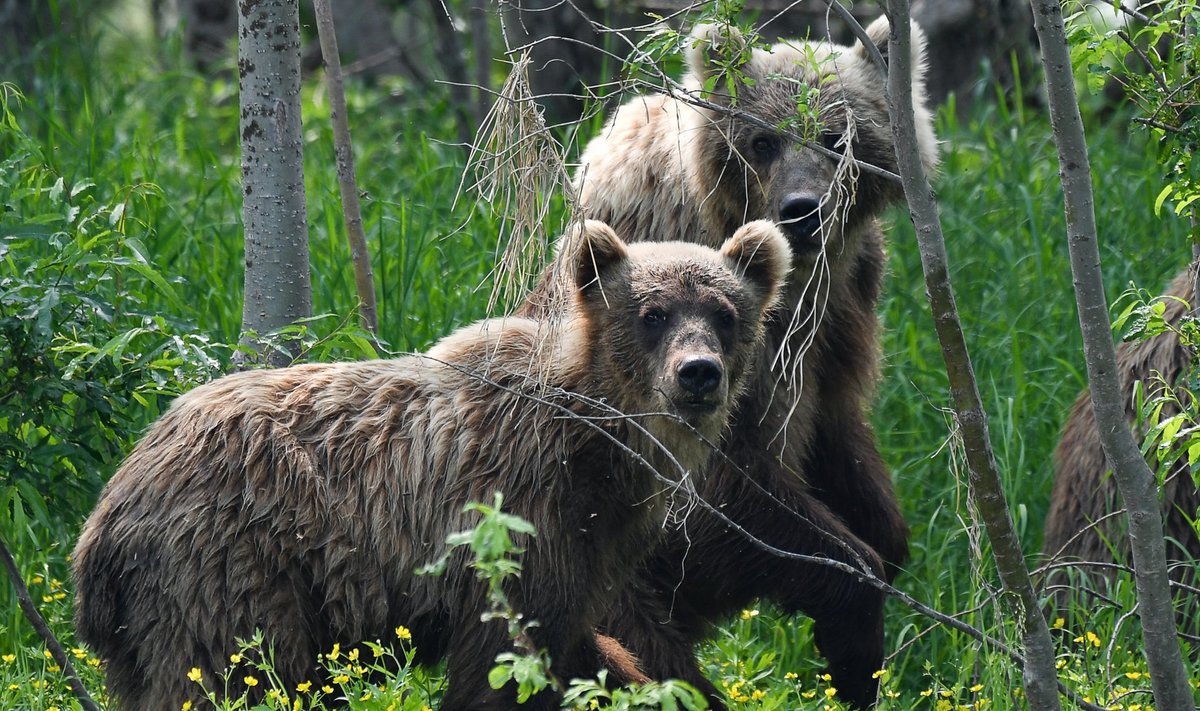 Karud Venemaa avarustes.