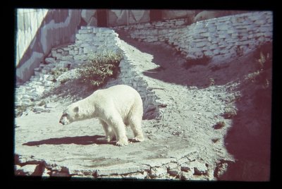 Loomaaed Kadriorus. Jääkaru paekivist kõrgendike ja maalinguga laudseina taustal