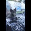 VIDEO | Kassipoeg veetis EuroPargi parklasse pargitud sõidukis kaks päeva, enne kui omanik loomale järele tuli