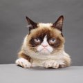 Grumpy Cat pole kuhugi kadunud ja teenis omanikele kohtus just ühe priske portsu raha