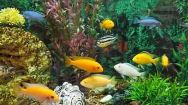 Kuumad suveilmad panevad ohtu ka akvaariumikalade elu. Mida teha, kui akvaariumivesi on kalade jaoks liiga soe?