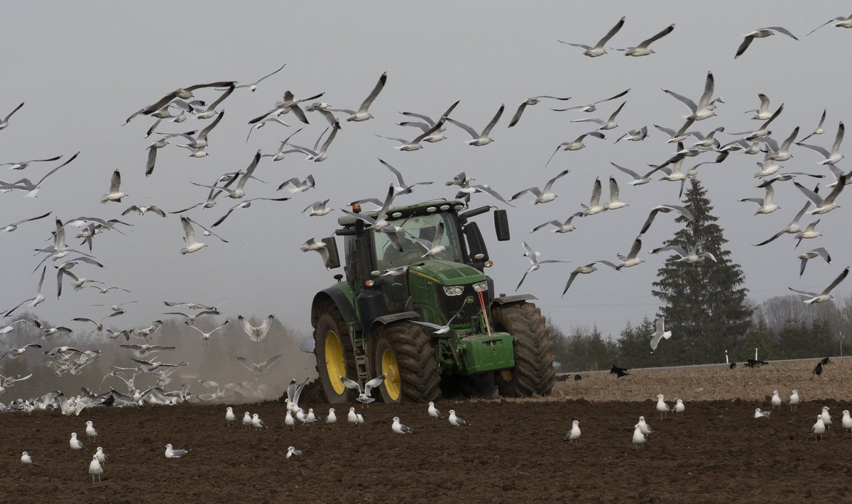 Kevad, põld, kevadtööd, linnud, põllumees, farmer