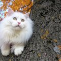 Värvikas KIISUBLOGI | Diivanilugu pani kass Ada hingepõhjani omaniku peale solvuma