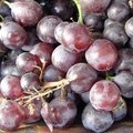 Viinamarjaseemne ekstraktis leiduv ühend aitab hävitada eesnäärmevähi rakke