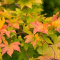 ANIMATSIOON | Miks rohelised lehed puudel sügisel kollaseks ja punaseks muutuvad?