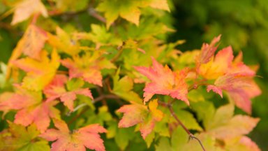 ANIMATSIOON | Miks rohelised lehed puudel sügisel kollaseks ja punaseks muutuvad?