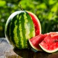 Kuidas kasvatada koduaias magusaid arbuuse ja meloneid