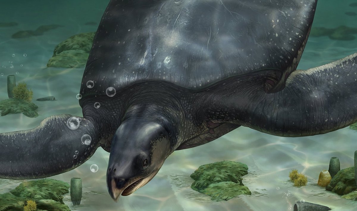 Kriidiajastu merikilpkonna Leviathanochelys aenigmatica illustreeritud rekonstruktsioon. Loom elas umbes 83 miljonit aastat tagasi ja tema säilmed leiti Kataloonia Alt Urgelli maakonnast Kirde-Hispaanias.