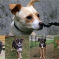 Ссоры, угрозы, оскорбления. Тяжелая история об усыплении 13 собак в Тартуском приюте