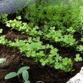 Садовые дела в ближайший месяц: подрезаем, удобряем, сеем и сажаем
