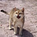 Kass muudkui näub: millal kassi näugumine terviseprobleemile viitab?