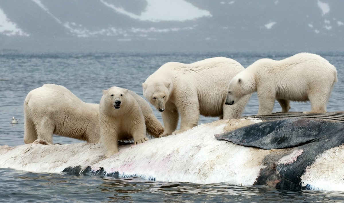 Neli jääkaru seisab Artikas surnud vaalal.