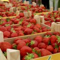 Eesti toidu kuu avatakse järgmisel nädalal Muhumaal