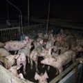 3 sammu, millega saad isiklikult vähendada sigade kannatusi tööstusfarmides