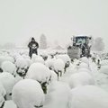 Lehtkapsas poest otsas, kasvataja toodang mattus lume alla. Talunik: „Tulge ja lõigake endale meie põllult nii palju, kui kulub.“