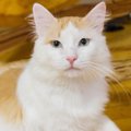 Sinisilm - kassipoiss, kes nurrub kõige kaunemaid meloodiaid