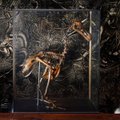 Ученые планируют воскресить вымершую в XVII веке птицу додо