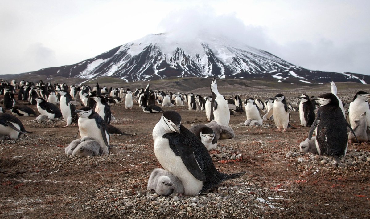 Zavodovski saare pingviinid peavad iga päev oma elu eest võitlust.
