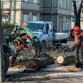 DELFI FOTOD: Kadriorus Koidula tänaval võeti maha mitu ohtlikku puud