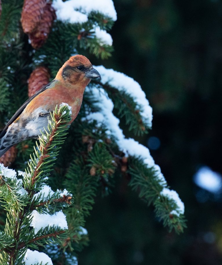 Kuuse-käbilind on männi-käbilinnuga üsna sarnane, kuid viimaseid leidub meil vähem. Seetõttu poseerib ka pildil kuuse-käbilind.