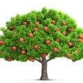 SUUR ÜLEVAADE | Mida teha õuntega, kui kasvas kopsakas saak