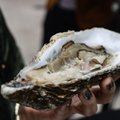ФОТО | В Таллинне впервые прошел Фестиваль устриц. Там можно было попробовать огромные устрицы!